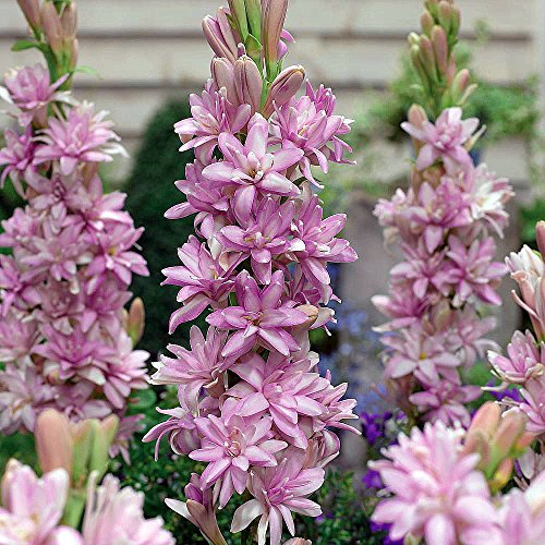 Sensation Tuberose - FRAGRANT - Polianthus - 1 Bulb