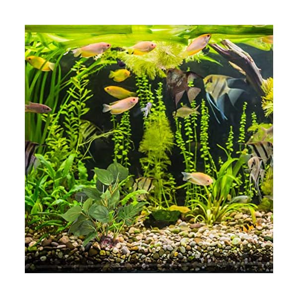 DIGIFLEX-Artificial-Plant-for-Fish-Tank--Fake-Plant--Fish-Tank-Decorations--Fishtank-Ornament-Green-Leaves--20cm--Home-Aquarium--Natural-Realistic-Design DIGIFLEX Artificial Plant for Fish Tank – Fake Decorations – Fishtank Ornament Green Leaves – 20cm – Home Aquarium – One…