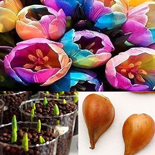 SILKSART 5 Nice Bulbs! Tulip Bulbs early bloom Perennial Bulbs for Garden Planting Beautiful Flower--SHIPPING NOW!!!