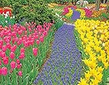 Springbok Trail of Blooms Jigsaw Puzzle, 500-Piece