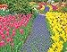 Springbok Trail of Blooms Jigsaw Puzzle, 500-Piece