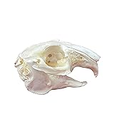 Taxidermy Real Animals Skulls, Real Bones