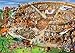 D-Toys Cartoon Collection - Roman Amphitheatre Jigsaw Puzzle, 1000-Piece