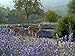 Zziggysgal Beautiful Lavender Filled Sachets - Freshly harvested and Dried - 12 Pack