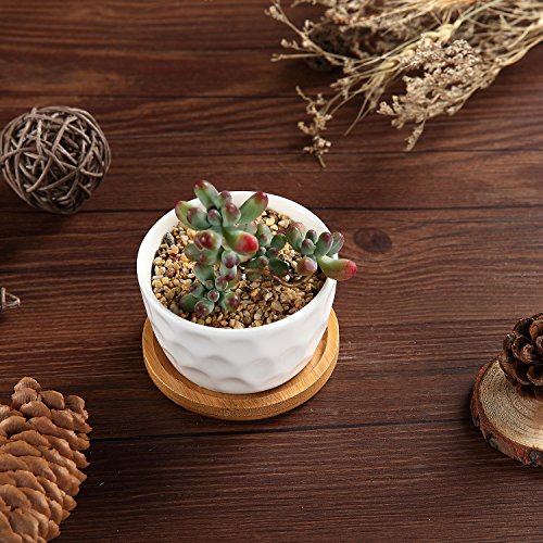T4U Small White Succulent Planter Pots with Bamboo Tray ...