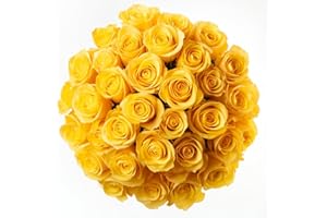 GlobalRose 100 Yellow Roses Bouquet -Responsibly Sourced Roses Fresh Flowers - Hand-Picked Flowers Fresh Bouquet for Graduation, Anniversary, Birthday & Special Occasions (4 Bunches of 25 Stems)