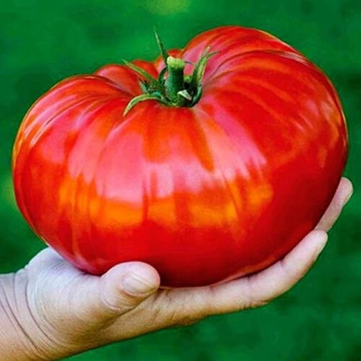 FastDirect Semillas de Tomates Gigantes Rojos 10 PCS Semillas de ...