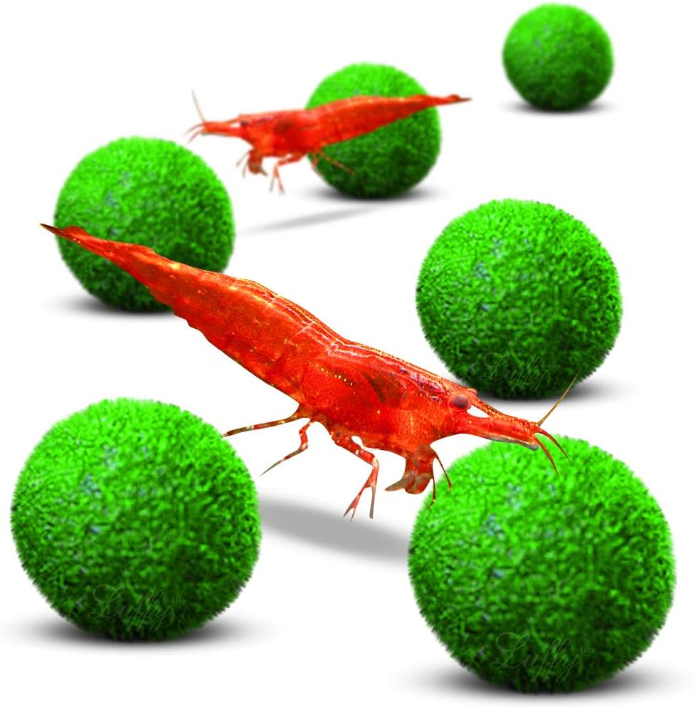 Luffy Nano Marimo Moss Balls