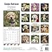 Golden Retriever Puppies Calendar - Only Dog Breed Golden Retriever Puppies Calendar - 2015 Wall calendars - Dog Calendars - Monthly Wall Calendar by Avonside
