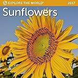 Sunflowers Mini Wall Calendar 2017