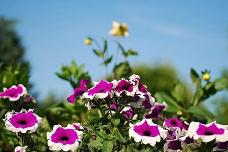 Amazon Co Jp A0 特大 ポスター ペチュニア花花壇日当たりの良い空ぼやけています 壁紙ウォールステッカーポスター A0 11x841mm Generic