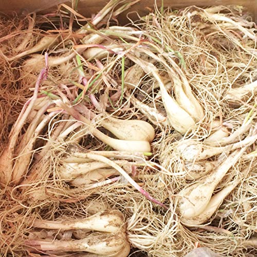 ロイヤリティフリーらっきょう 種 最高の花の画像