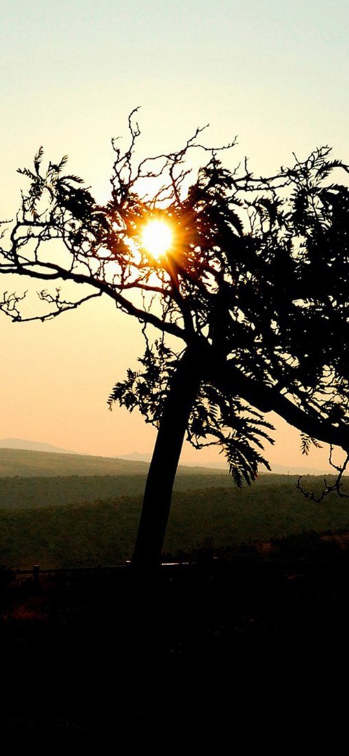 PeelitStickit, Beautiful Nature Wall Murals, ID-1100, vinyl