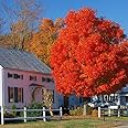 Brighter Blooms - Autumn Blaze Red Maple Tree, 4-5 ft. - No Shipping to AZ