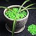 Outee 300 PCS Glow Pebbles Stones Glow in the Dark Stones Garden Decor Glow Gravel Stones for Garden Walkway, Man-made, Green