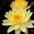 Planterest - Nymphaea Dinner Light Yellow Hardy Water Lily Rhizome Live Aquarium Plant BUY2GET1FREE