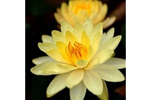 Planterest - Nymphaea Dinner Light Yellow Hardy Water Lily Rhizome Live Aquarium Plant BUY2GET1FREE