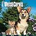 Welsh Corgis - 2017 Mini Calendar 7 x 7in