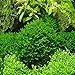 1000 Java Moss Seeds Fern Aquarium Plant Java Fish Aquatic Grass Aquarium Green