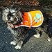 SafetyPUP XD Reflective Dog Vest. Hi-Visibility, Fluorescent Blaze Orange Dog Vest Helps Protect Your Best Friend. Safeguard Your PUP from Motorists & Hunting Accidents, On or Off Leash (Small)