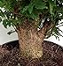Japanese Ming Aralia Tree - Polyscias fruticosa - Indoor - 6