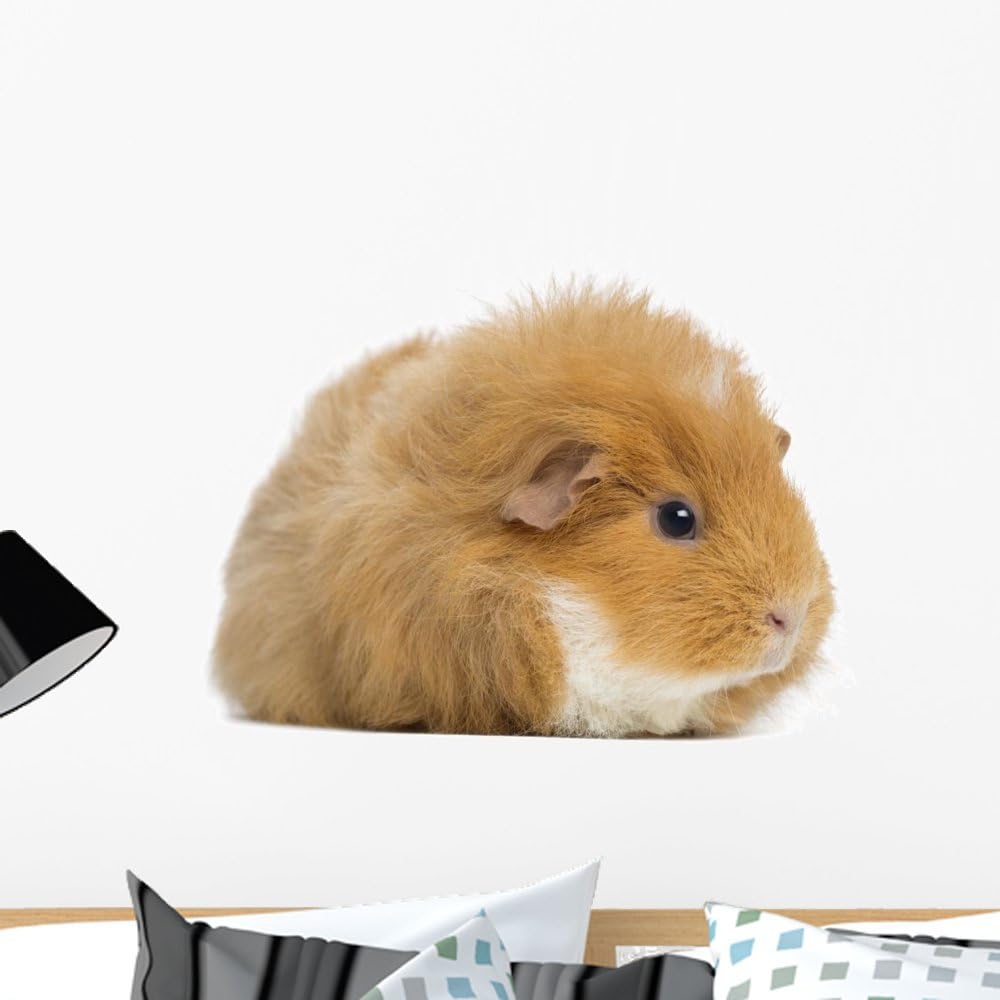 guinea pig wall stickers
