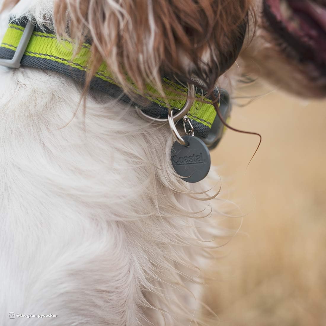 EZ Change Dog I.D. Clip with Silencer : Pet Identification Tags : Pet Supplies