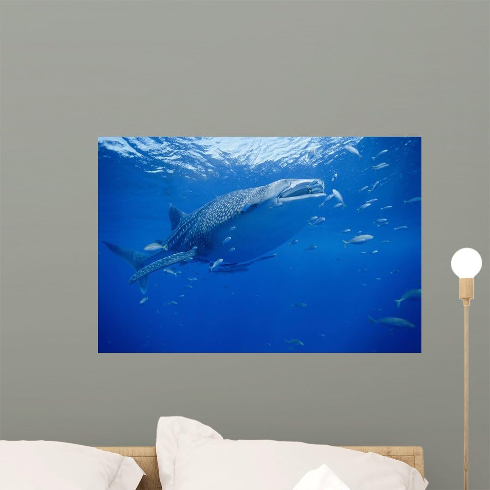 Whale Shark Rhincodon Typus Wall Mural by Wallmonkeys Peel and Stick Graphic (24 in W x 16 in H) WM337793