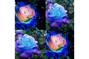 VGENKD 200+ Rare Blue Pink Roses Seeds for Planting, Hybrid Rare Rose, Perennial Shrub