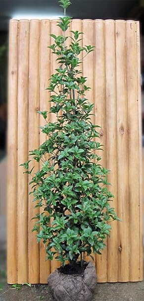 Amazon ヒイラギモクセイ 柊木犀 樹高1 8m前後 柊 魔除けの縁起樹 植木