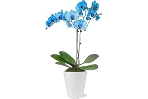 WILD INTERIORS Green Circle Growers Blue Watercolor Orchid in a 5" White Pot, Live Indoor Plants, House Plant