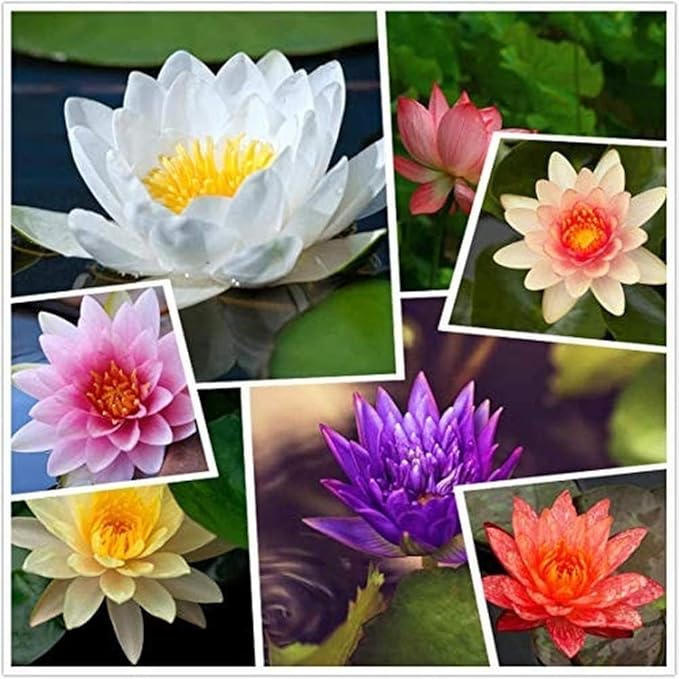 farm ranch 30pcs lotus seeds cold resistant water lily flower mixed color aquatic flower seeds for outdoor pond planting decorative courtyard plants seeds bulbs uni tankers dk