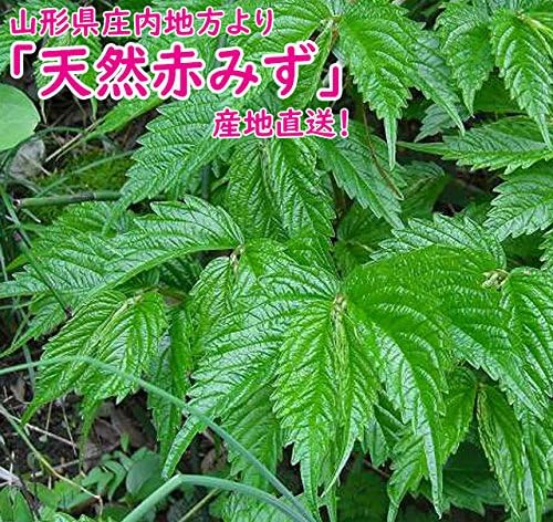 Amazon 天然山菜 赤みず 500ｇ 山形県産 ウワバミソウ 赤ミズ 山菜 野菜 庄内地方 5月中旬より順次発送 まるせん 山菜 通販