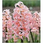 5 Gypsy Queen Hyacinths - Bare Root Bulbs Bulbs Only