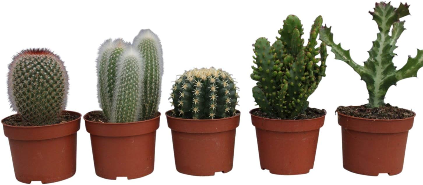 Cactus Plants Set of 5 Large Indoor Cactus Plants 1420cms Tall in