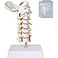 SFXYJ Cervical Spine Model - Life Size Vertebral Spine with Vertebrae, Nerves, and Occipital Plate for Science Classroom Study, Display, Teaching, Medical Model