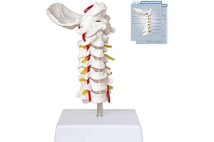 SFXYJ Cervical Spine Model - Life Size Vertebral Spine with Vertebrae, Nerves, and Occipital Plate for Science Classroom Study, Display, Teaching, Medical Model
