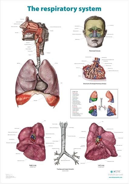Altay Scientific L Apparato Respiratorio Umano Carta Anatomica Poster In Inglese 70x100cm Amazon It Casa E Cucina