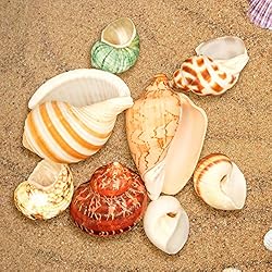 Hermit Crab Shells/Turbo Shells/8Pcs Assorted Turbo