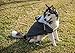 The Adventure Zip Up Dog Hoodie With Velcro Pockets and Adjustable Drawstring Hood - Available in Extra Small to Extra Large. Comfortable & Versatile Winter Dog Clothes By Ellie Dog Wear. (XL)