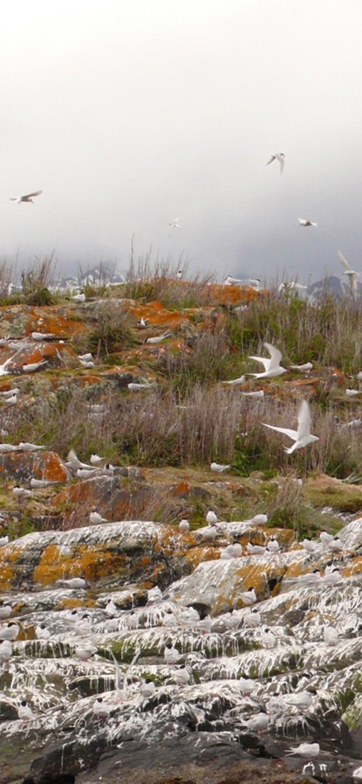 PeelitStickit, Beautiful Nature Wall Murals, ID-3205, vinyl