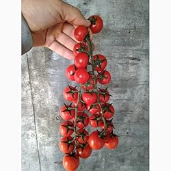 Tomato Cherry Maskotka Cascading Trailing Dwarf