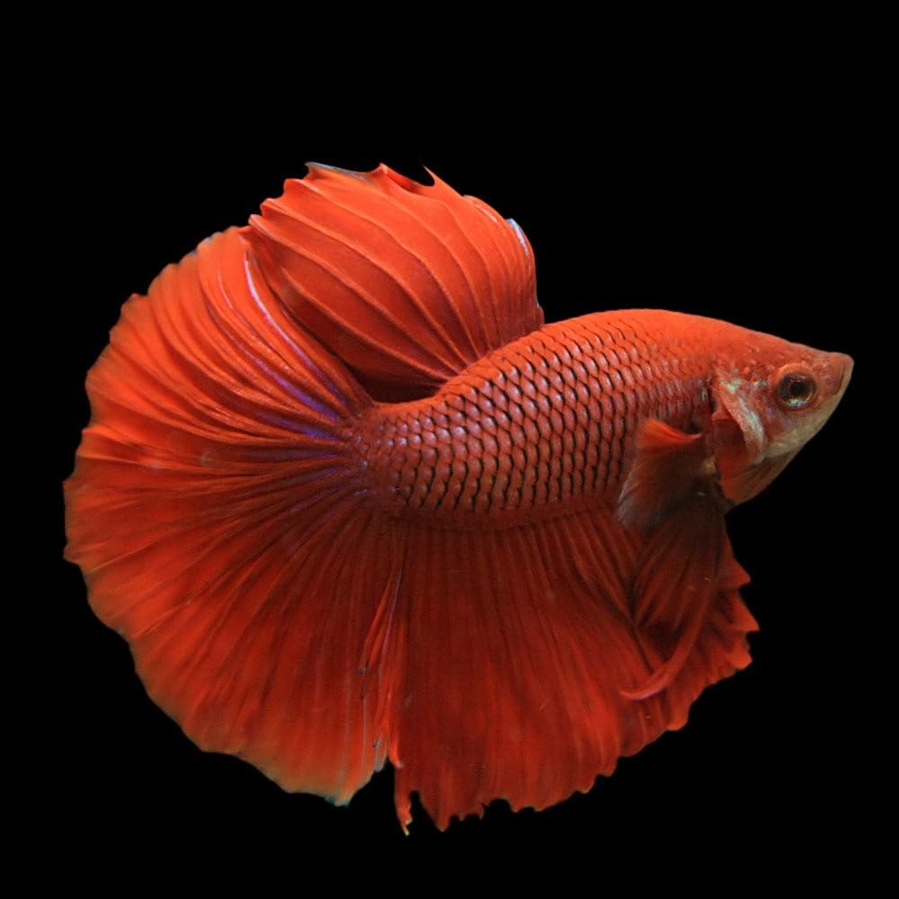 Amazon 熱帯魚 ベタ スーパーデルタテール オス 色おまかせ 約3cm 1匹 生体 観賞魚 水中生物 通販