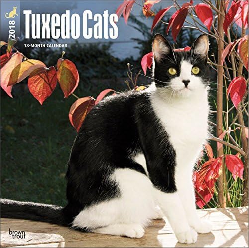 Cat Breeds - Cat Calendar 2018 ~ Deluxe Wall Calendar (12x12) (Tuxedo Cats Calendar 2018)