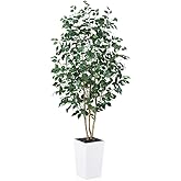 VeriNatural 6ft Artificial Ficus Tree-Tall Faux Tree with Pebbles & Planter UV Resistant Potted Fake Plant with Silk Leaves & Real Wood Trunk-Indoor Outdoor Floor Plant for Home,Living Room,VN129