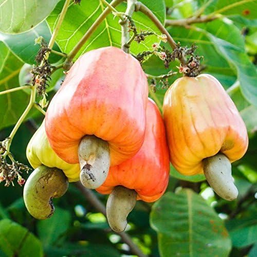 Cashew Nut Apple, Anacardium Occidentale, Rare Tropical Plant Tree 10 Seeds