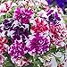 Tumbelina Ruffles Hanging Mix 150 Petunia Seeds Upc 643451296068