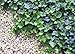 Thorndale English Ivy 48 Plants - Hardy Groundcover - 2 1/4" Pot
