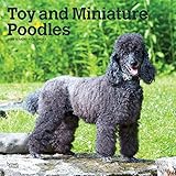 Toy and Miniature Poodles 2020 12 x 12 Inch Monthly Square Wall Calendar, Animals Small Dog Breeds ( by 