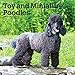 Toy and Miniature Poodles 2020 12 x 12 Inch Monthly Square Wall Calendar, Animals Small Dog Breeds ( by 